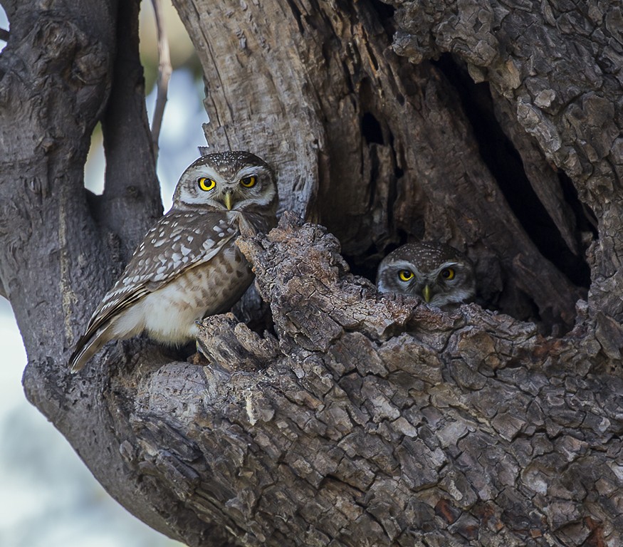 Spotted Owlet - ML47801911