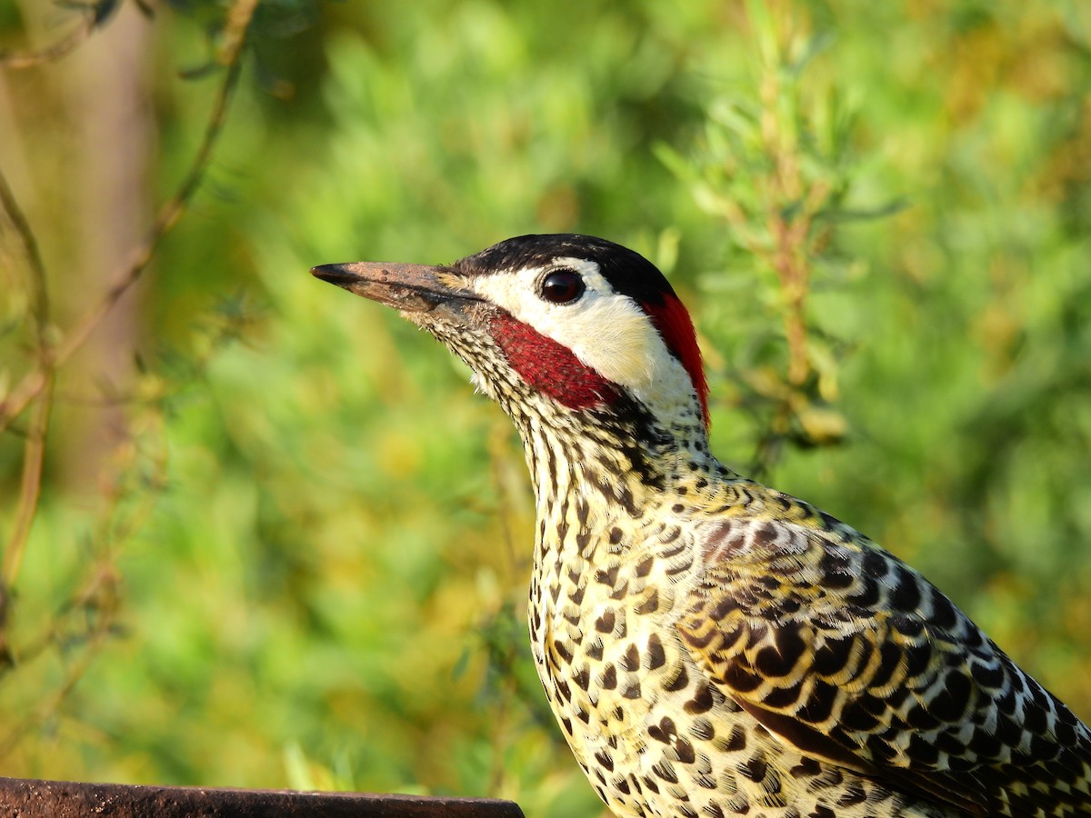 Green-barred Woodpecker - ML478020501