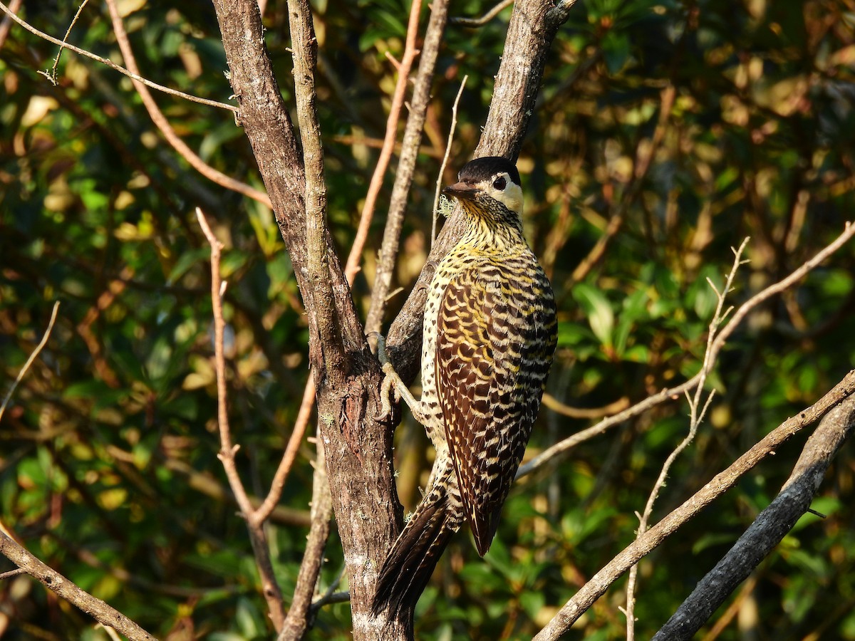 Green-barred Woodpecker - ML478020511
