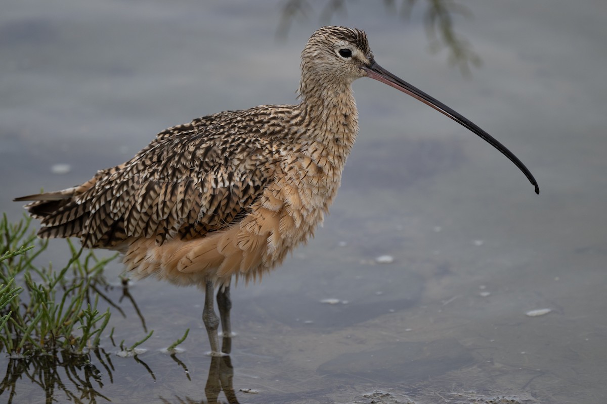 Long-billed Curlew - ML478020691
