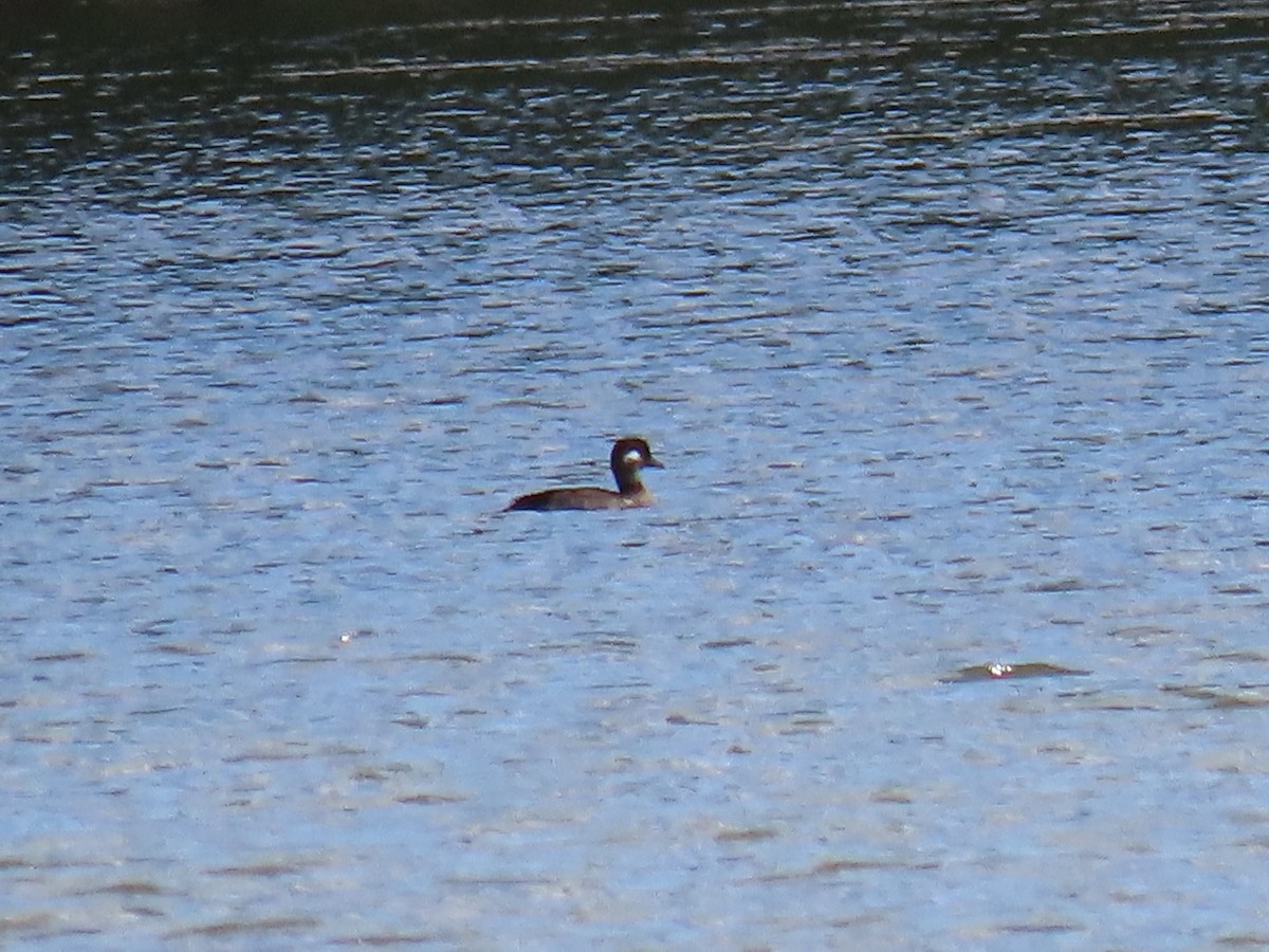 eBird Checklist - 24 Aug 2022 - Lions Park (Cheyenne) - 10 species