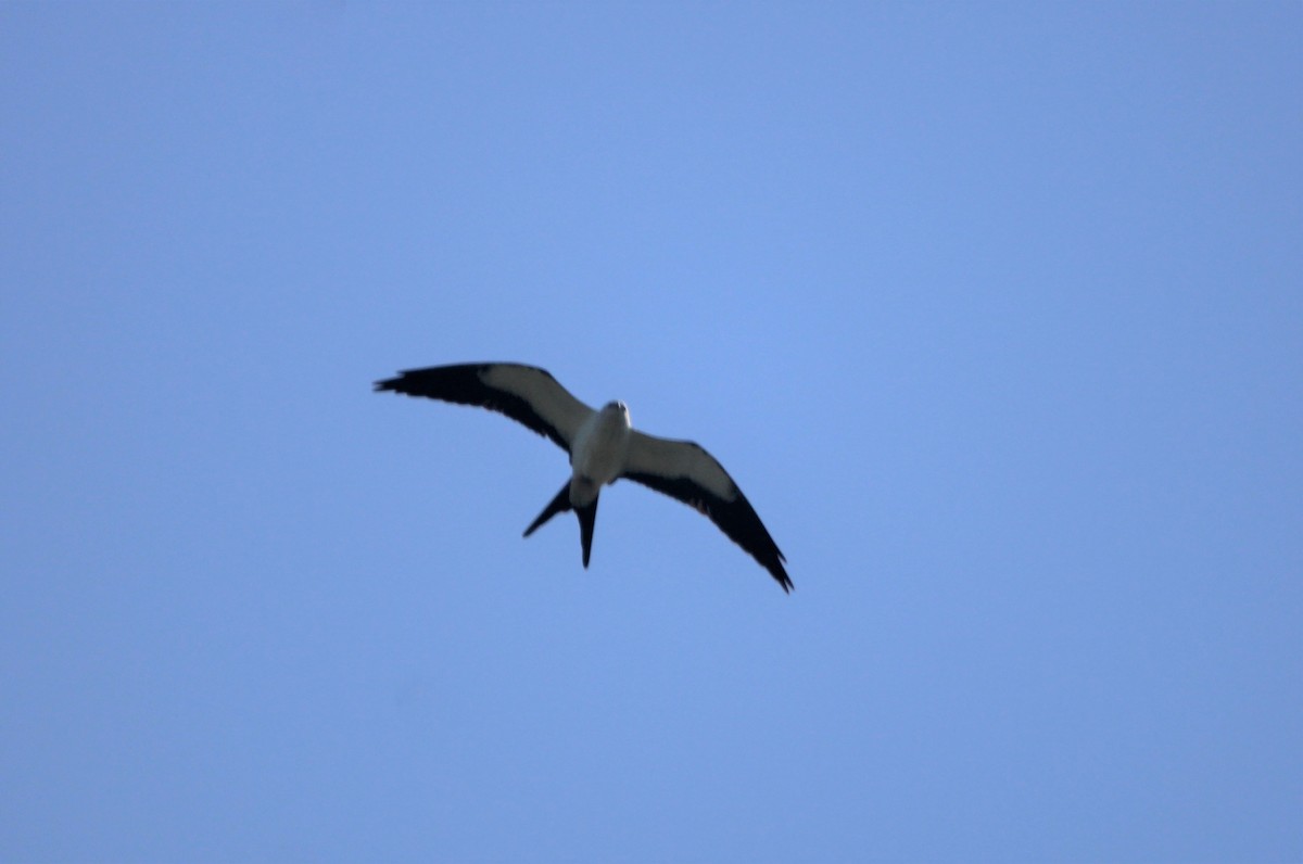 Swallow-tailed Kite - Jonathan Wilhelms