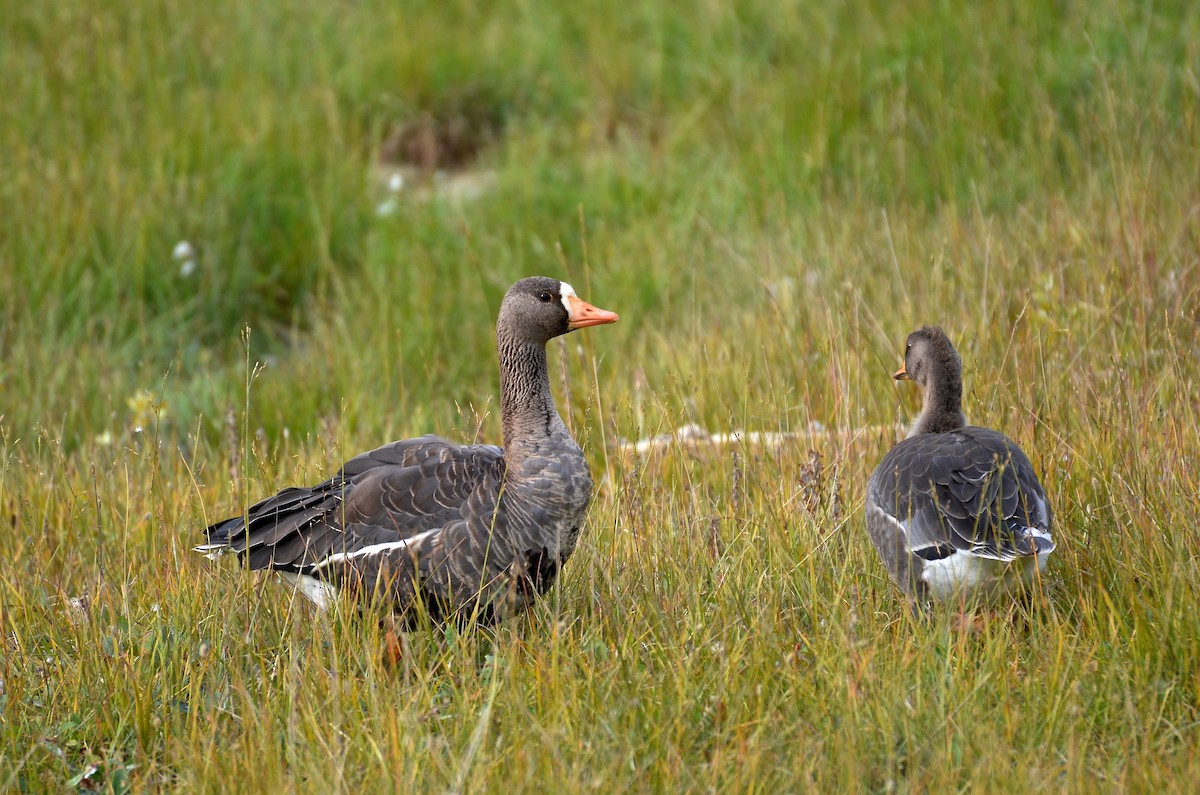 Greater White-fronted Goose - ML47802291