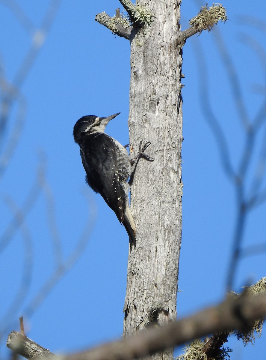 Black-backed Woodpecker - ML478023851