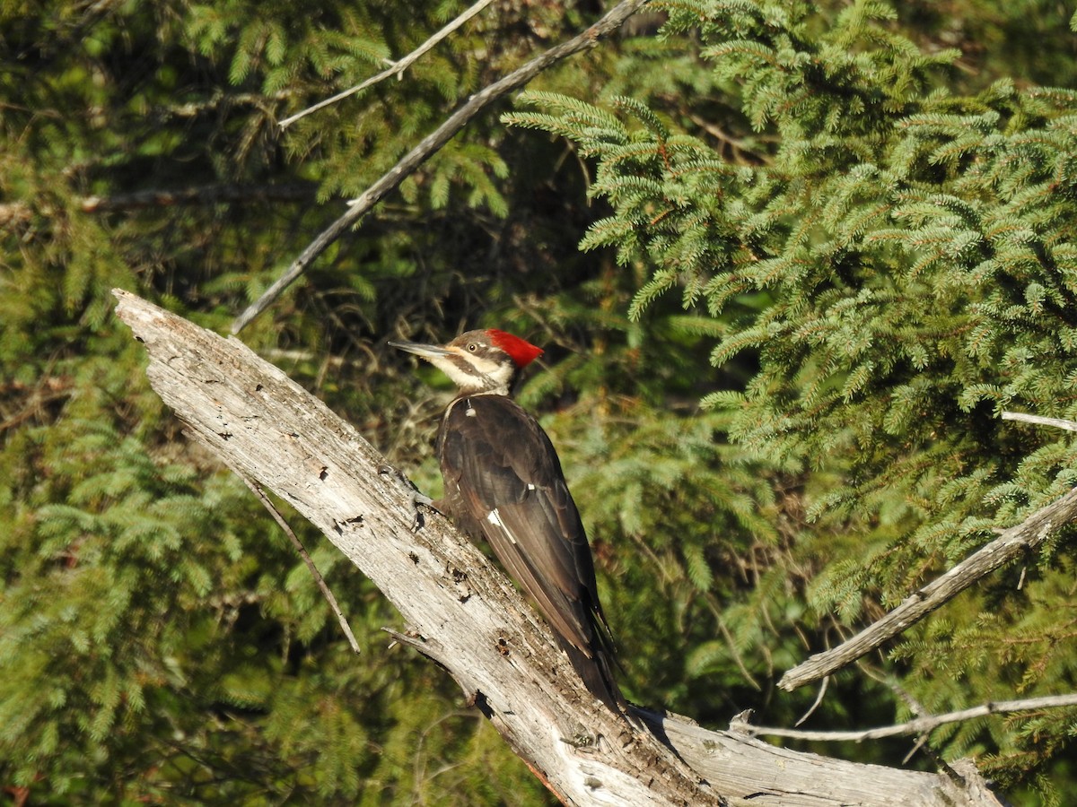 Pileated Woodpecker - ML478024171