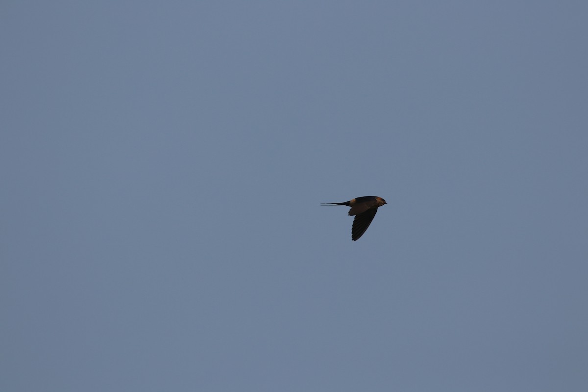 Red-rumped Swallow - ML478024491