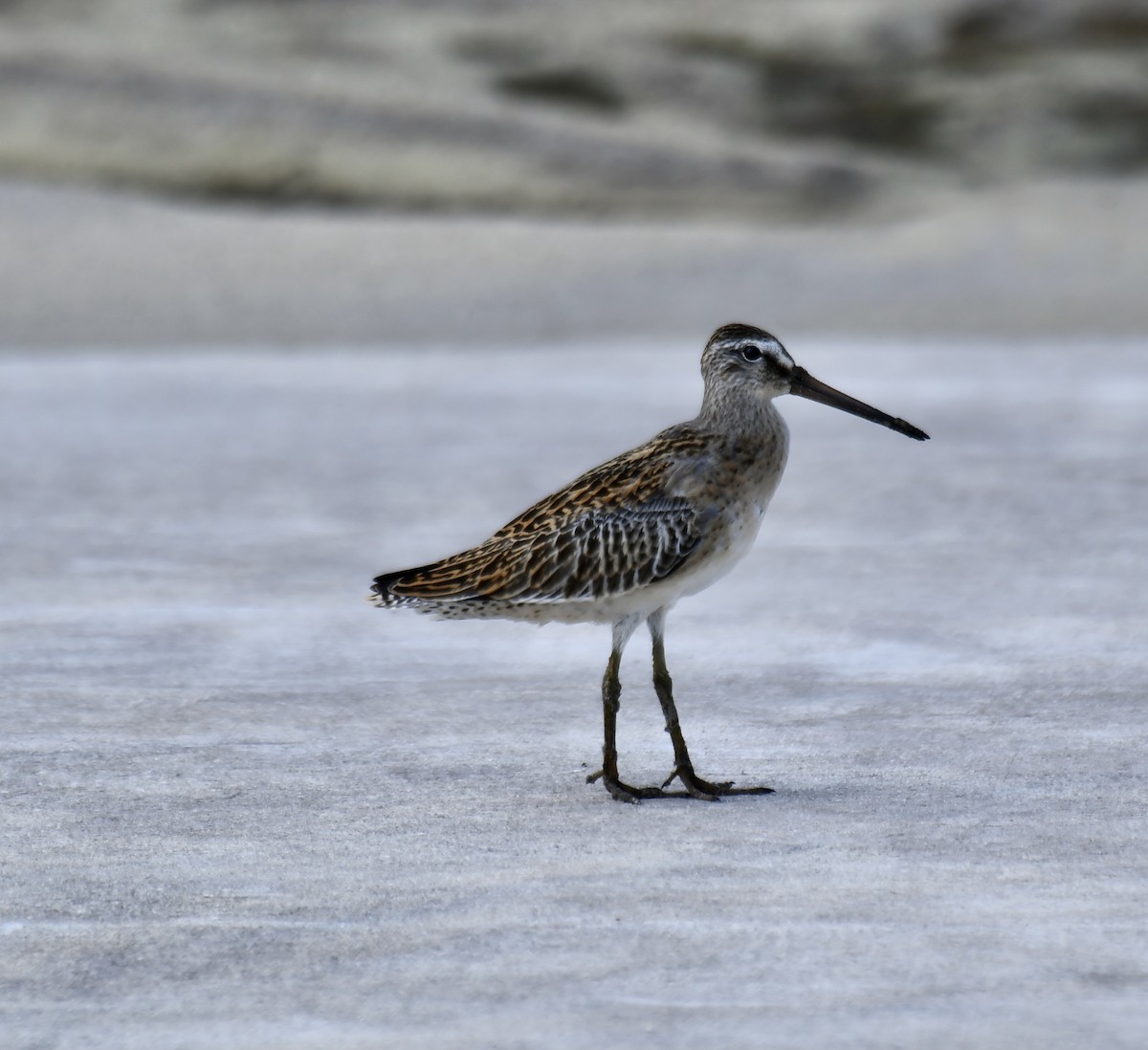 Short-billed Dowitcher - Jose-Miguel Ponciano