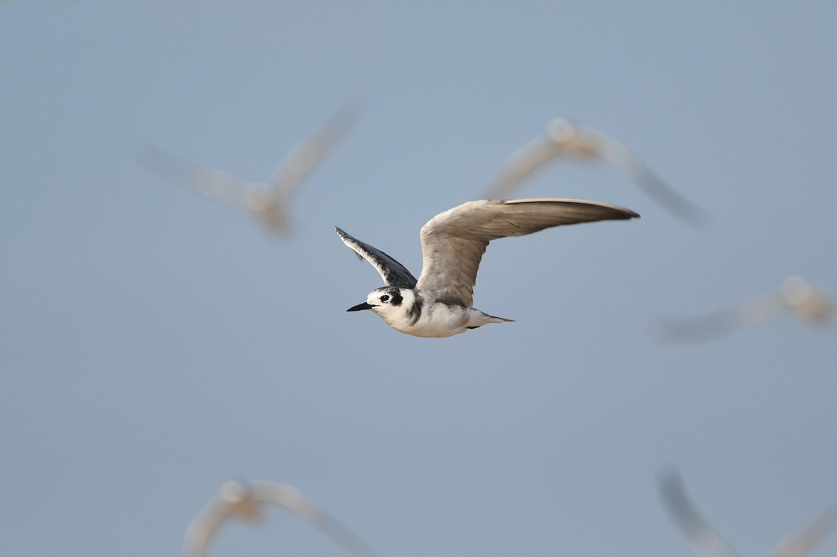 Black Tern (American) - Matt Spangler