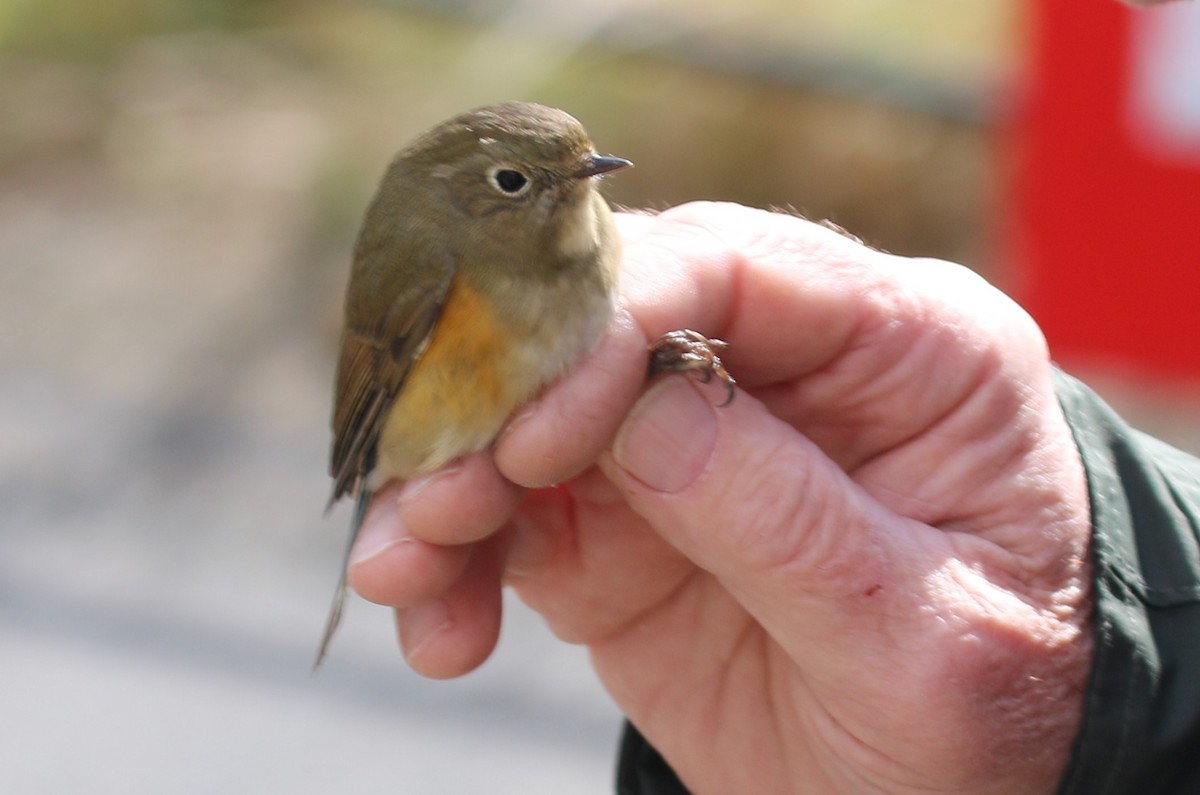 Red-flanked Bluetail - david lawrence