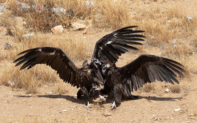 Two immatures fighting. - Cinereous Vulture - 
