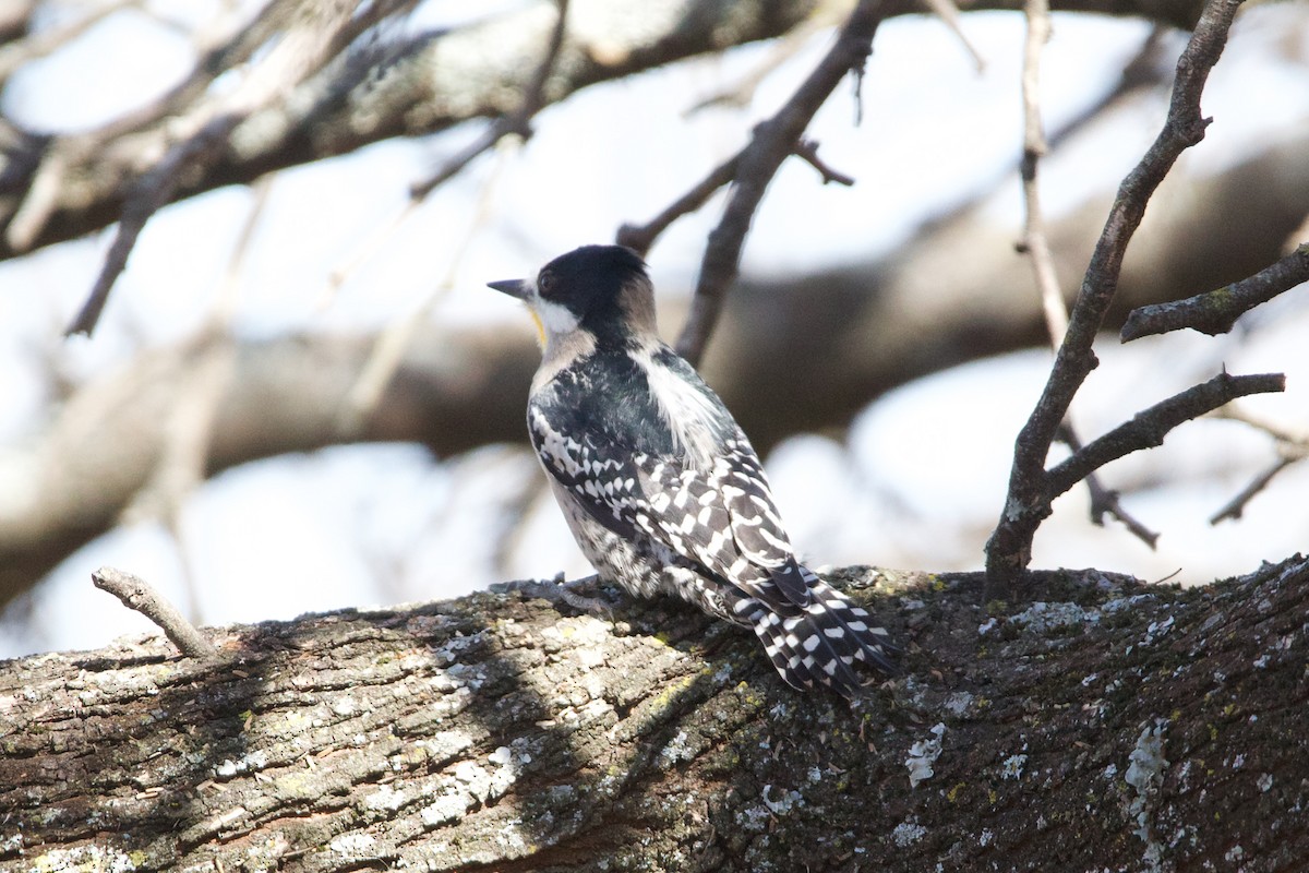White-fronted Woodpecker - ML478042321