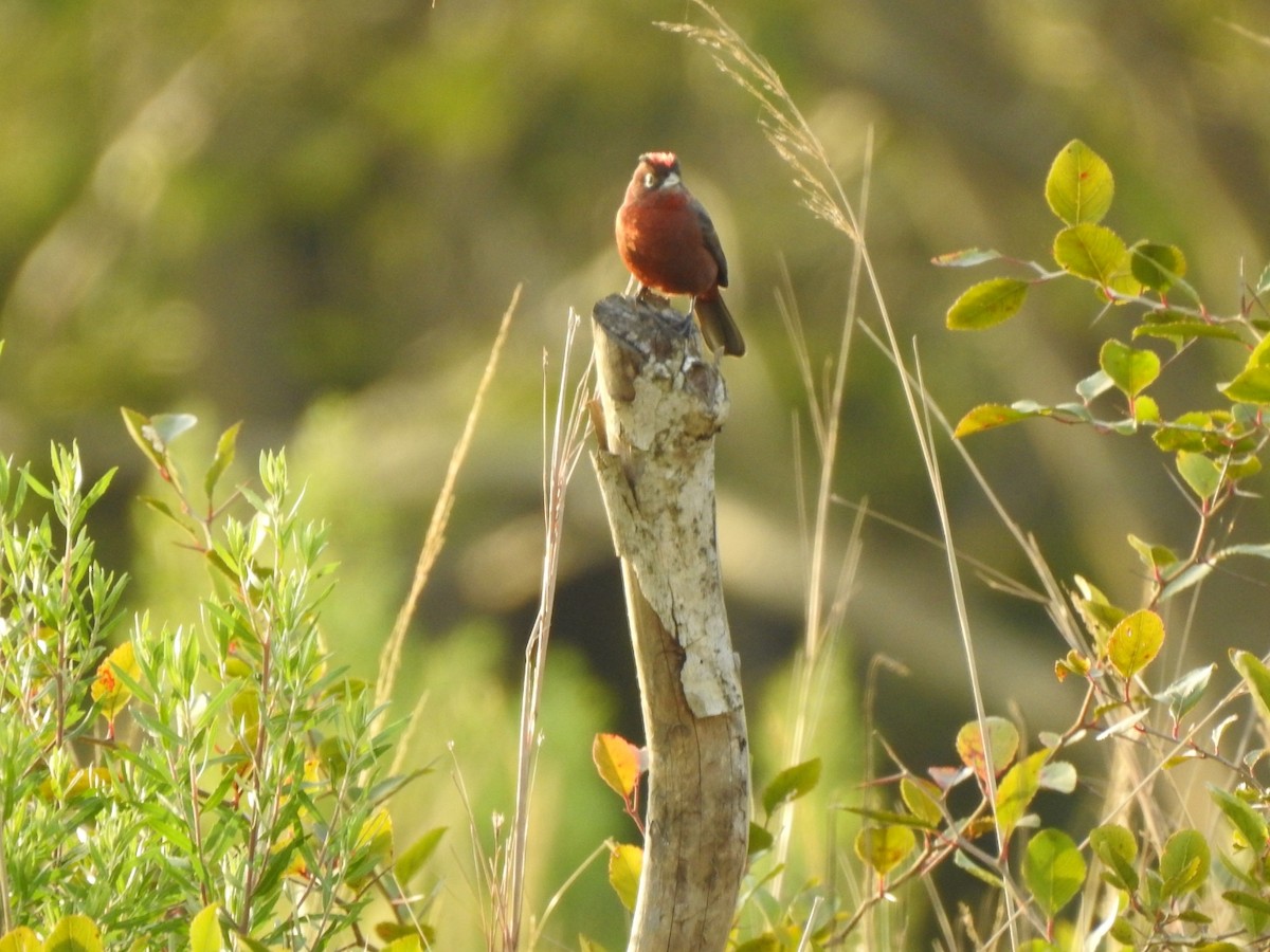 Red-crested Finch - ML478042841