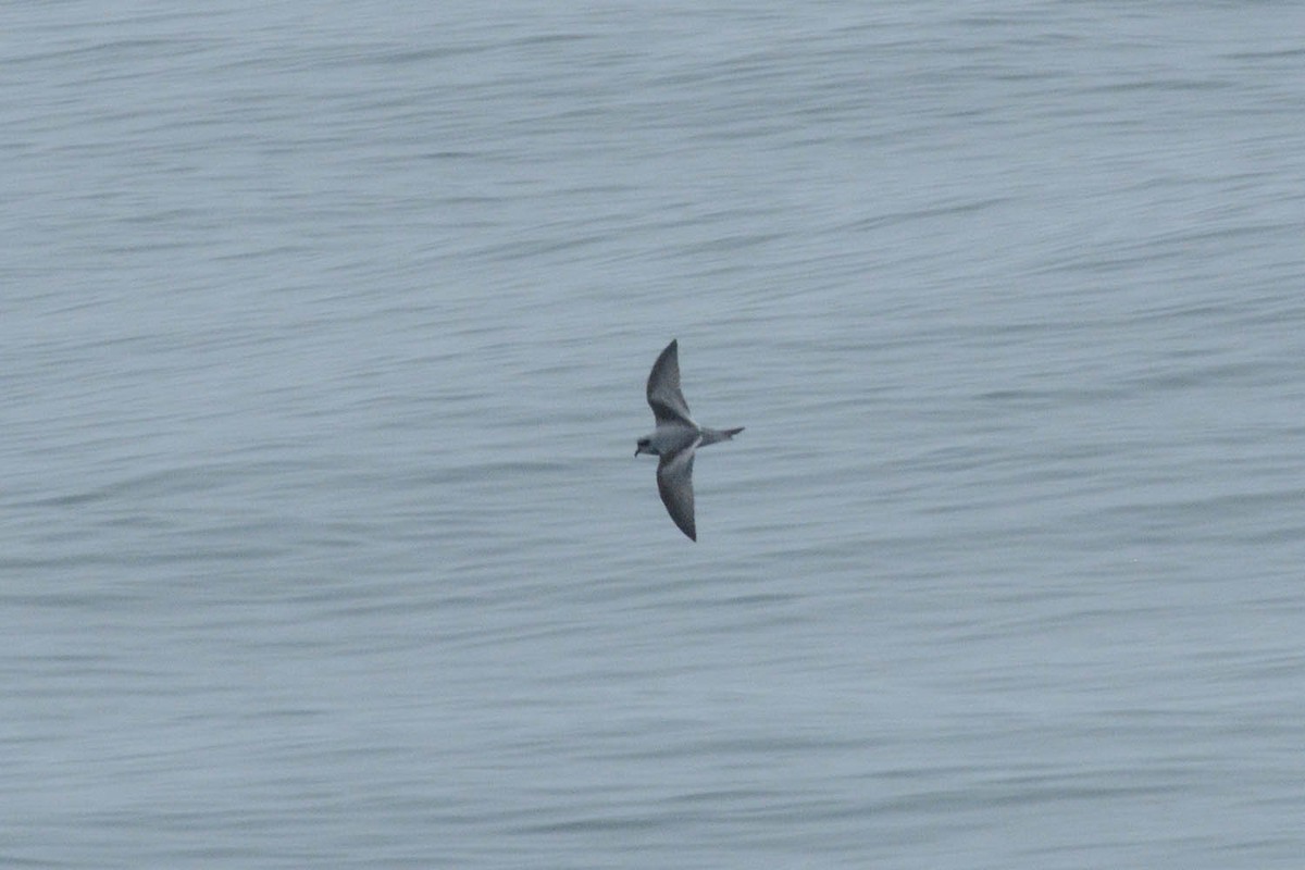 Fork-tailed Storm-Petrel - ML478042921