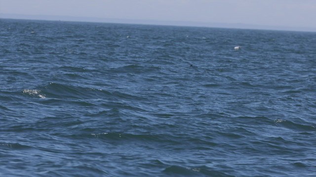 白腰叉尾海燕 - ML478064201