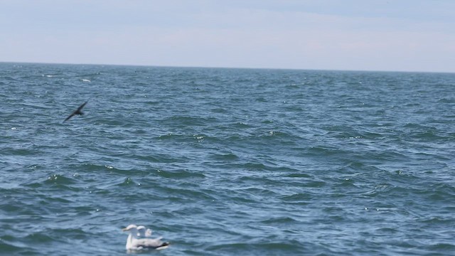 白腰叉尾海燕 - ML478064211
