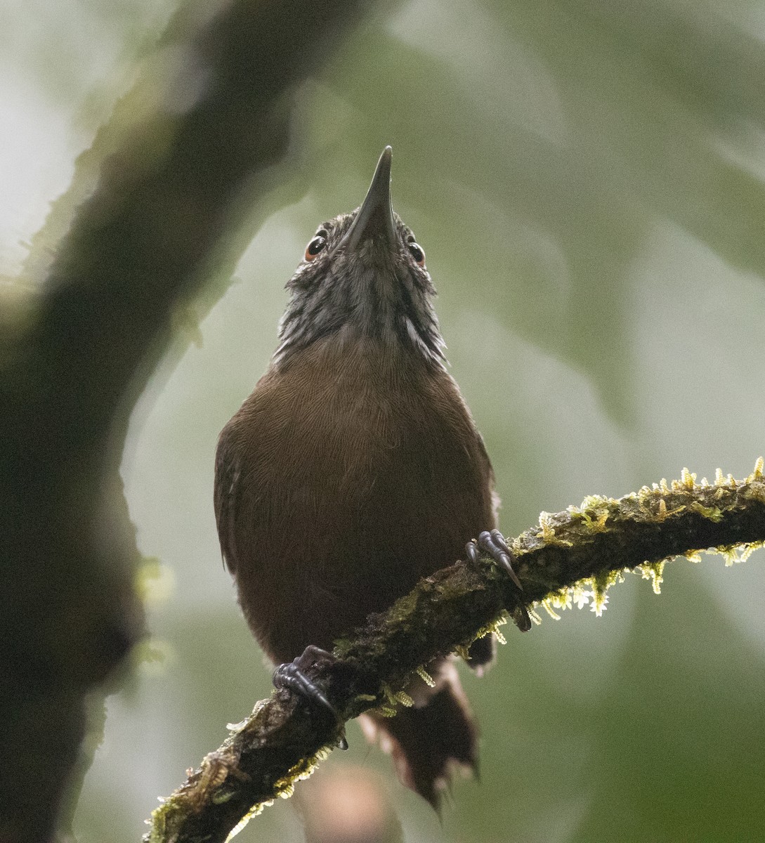 Stripe-throated Wren - Andre Moncrieff