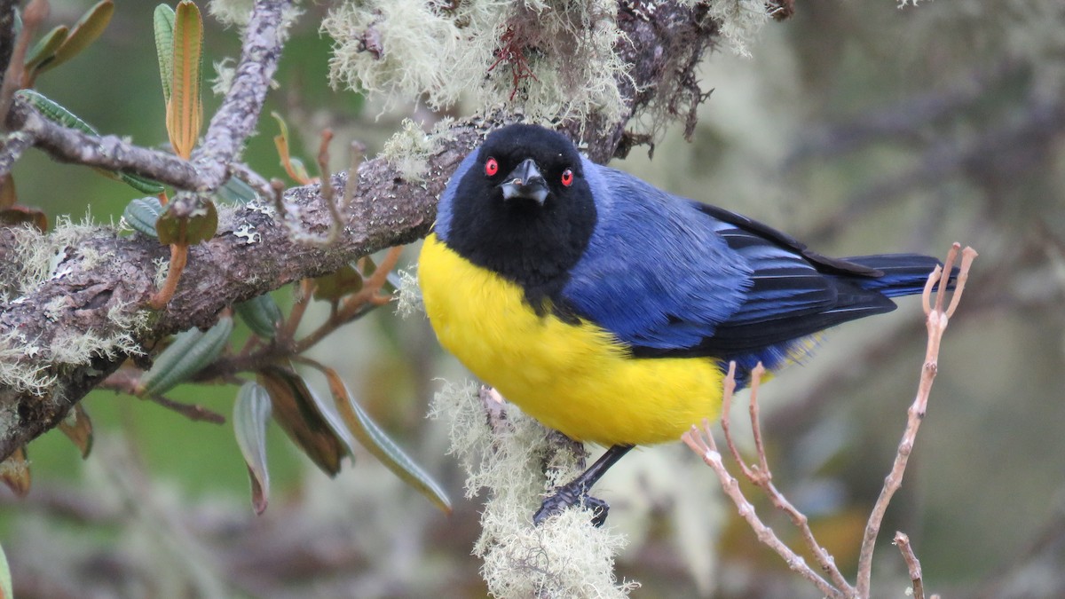 Hooded Mountain Tanager - Mario Uribe