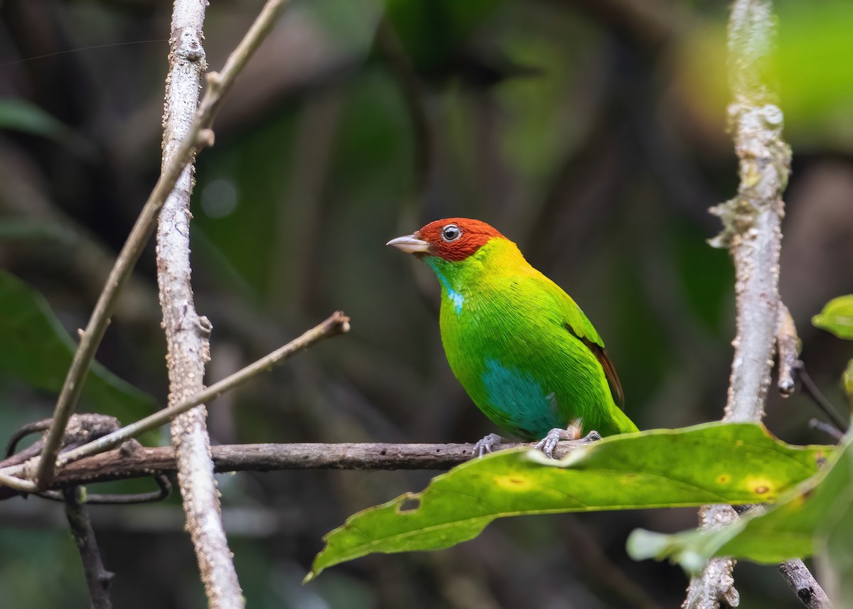 Rufous-winged Tanager - ML478068641