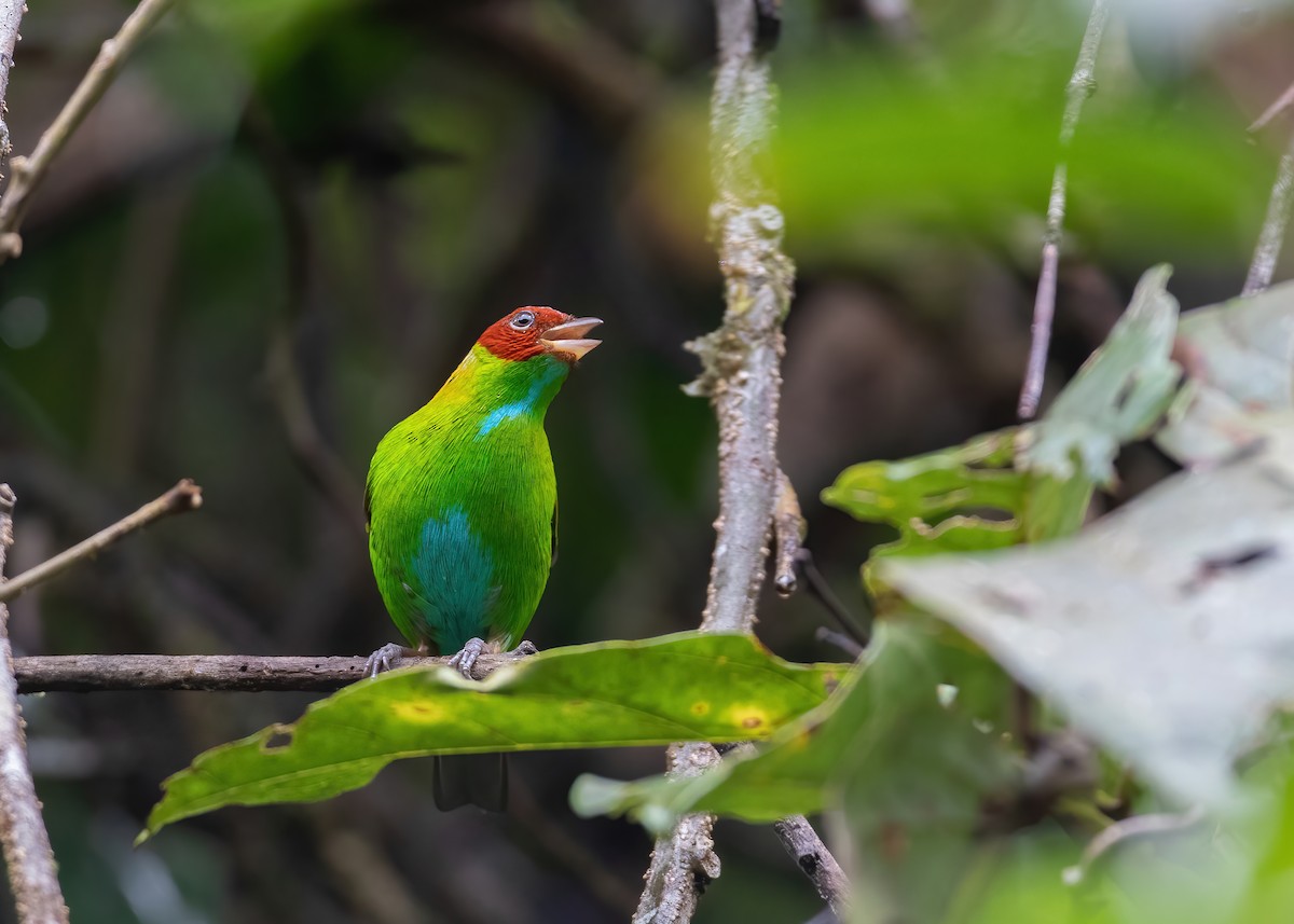 Rufous-winged Tanager - ML478068651