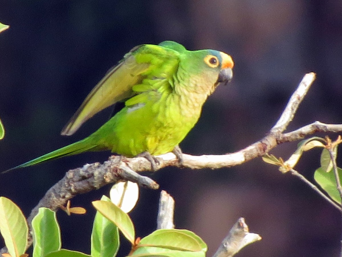 Peach-fronted Parakeet - Kevin Seymour