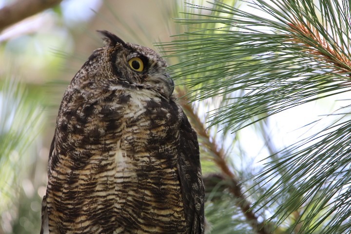 Great Horned Owl - ML478071241