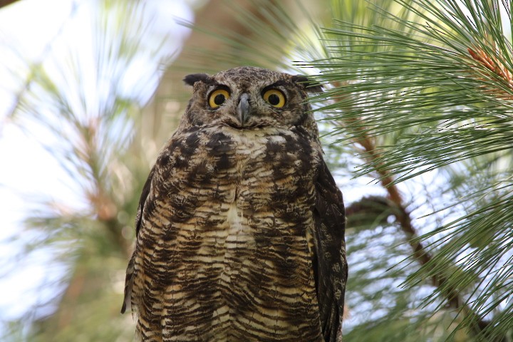 Great Horned Owl - ML478071251