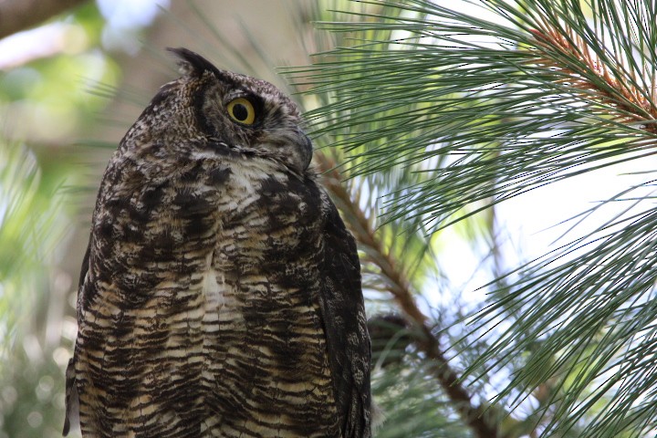 Great Horned Owl - ML478071261