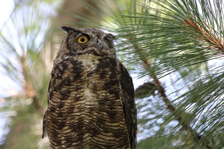 Great Horned Owl - ML478071271