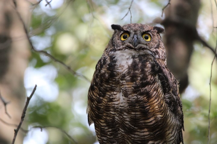 Great Horned Owl - ML478071281