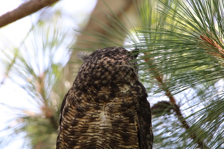 Great Horned Owl - ML478071291