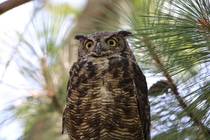 Great Horned Owl - ML478071301