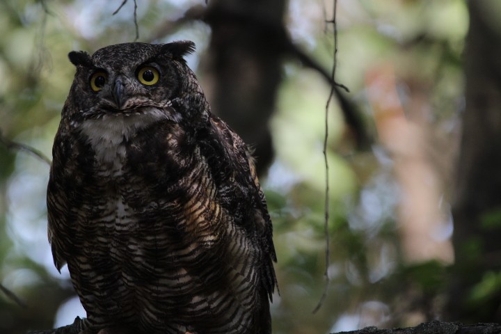 Great Horned Owl - ML478071311