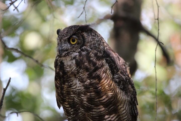 Great Horned Owl - ML478071321