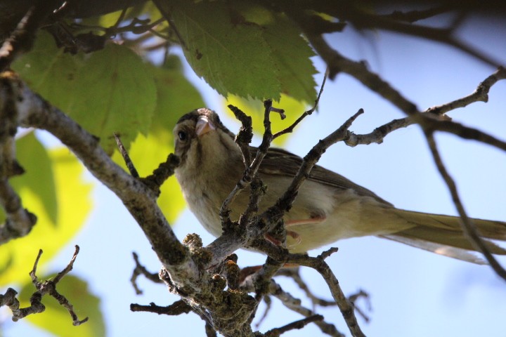 Clay-colored Sparrow - ML478071391