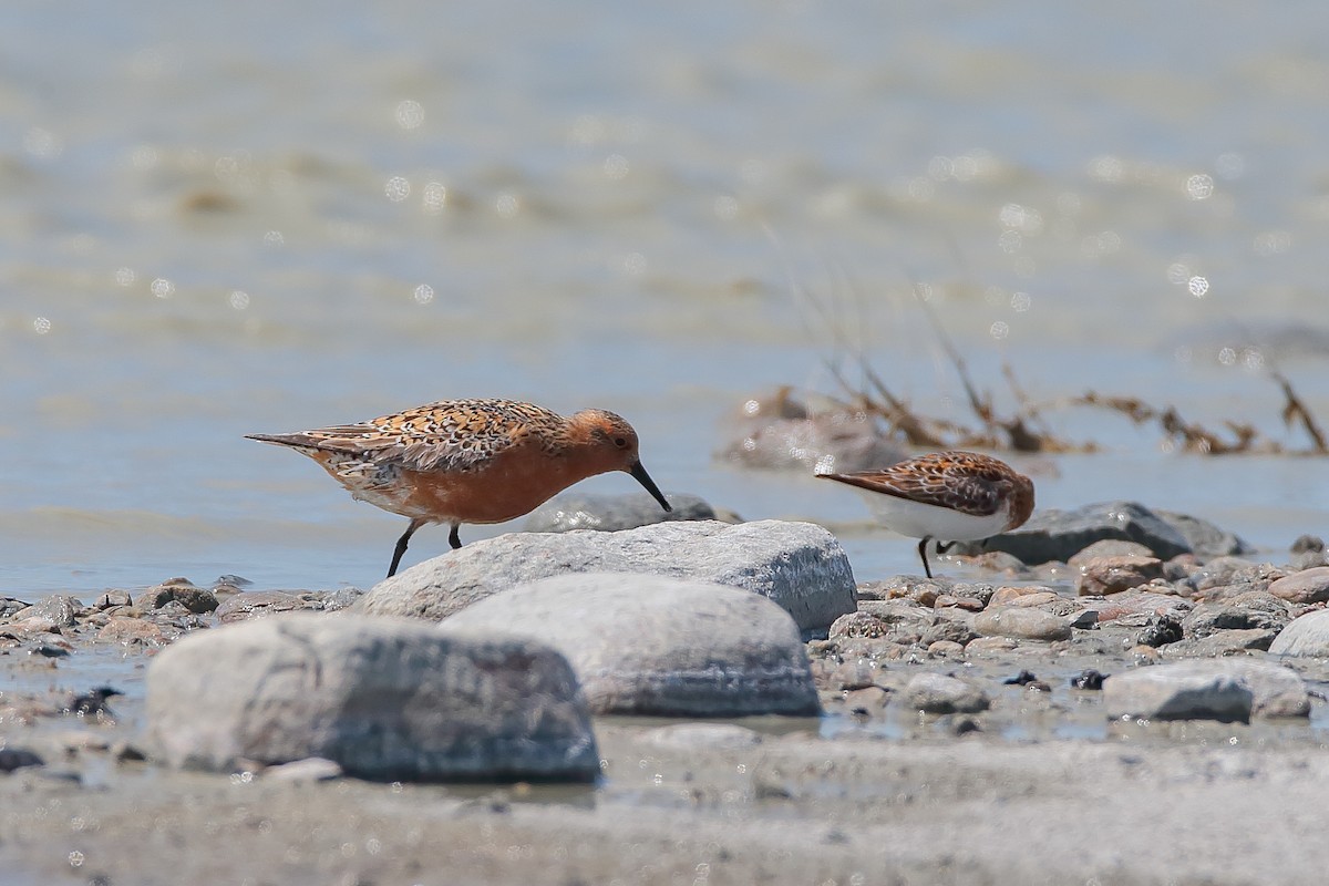 Red Knot - ML478076731