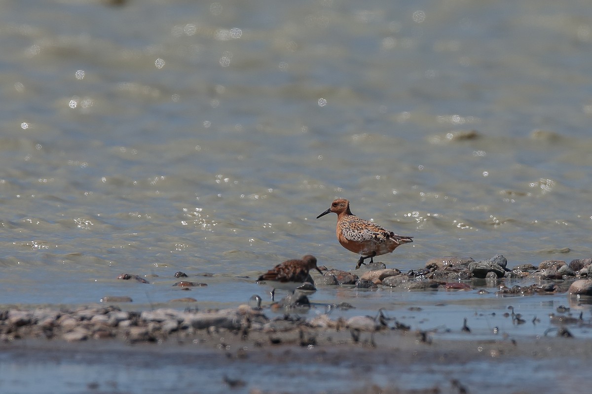 Red Knot - ML478078781