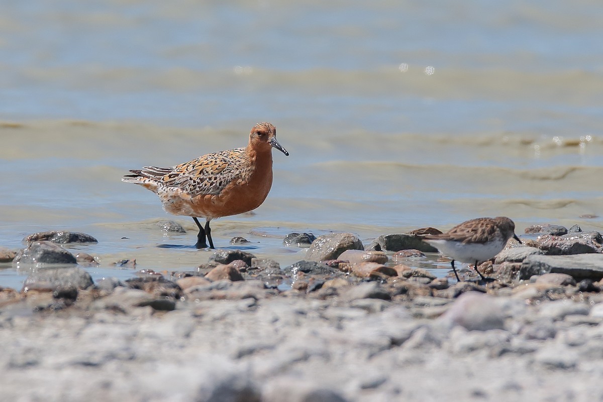 Red Knot - ML478078951