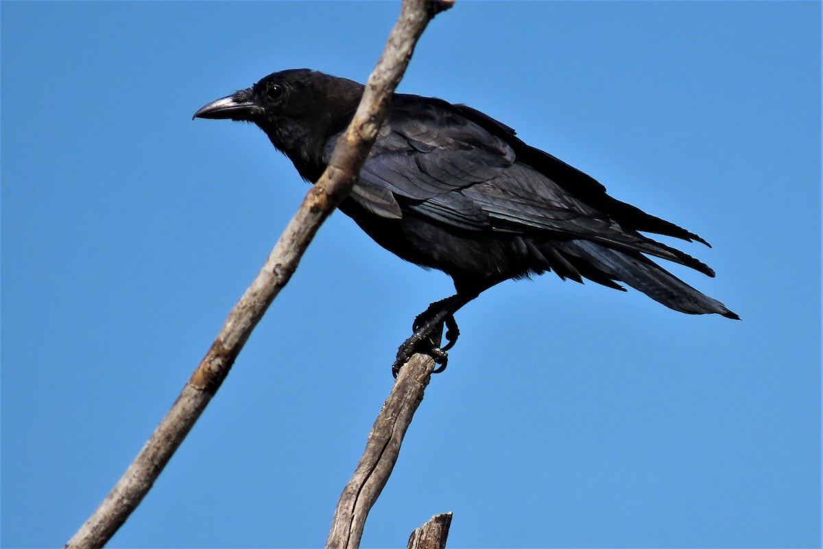 American Crow - ML478086711