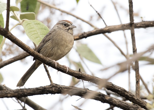 Possible confusion species: Rufous-crowned Sparrow&nbsp; (<em>Aimophila ruficeps</em> <em>boucardi</em>). - Rufous-crowned Sparrow - 