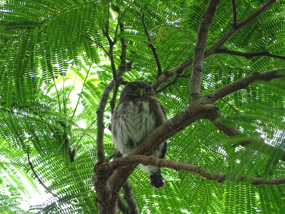 Ferruginous Pygmy-Owl - ML478088621