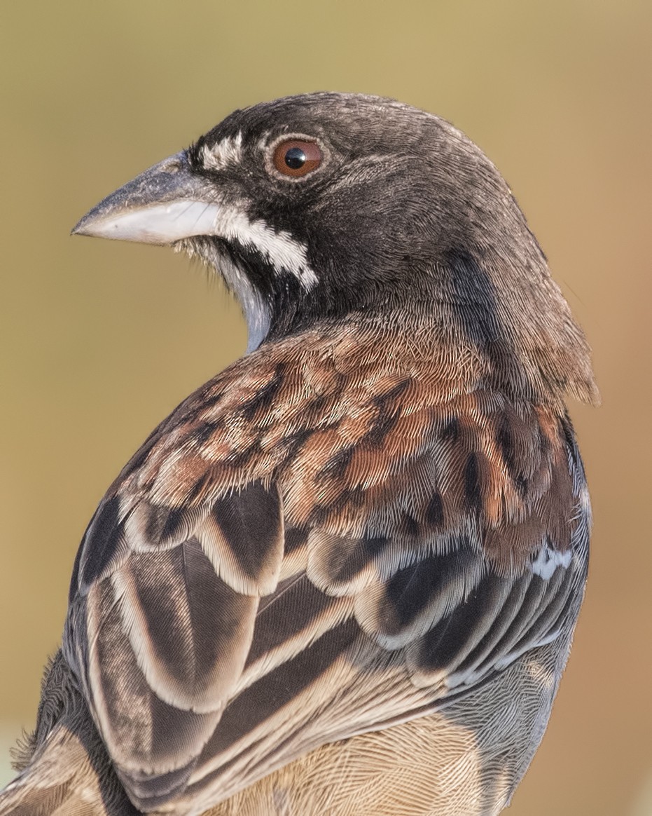Black-chested Sparrow - ML47809061