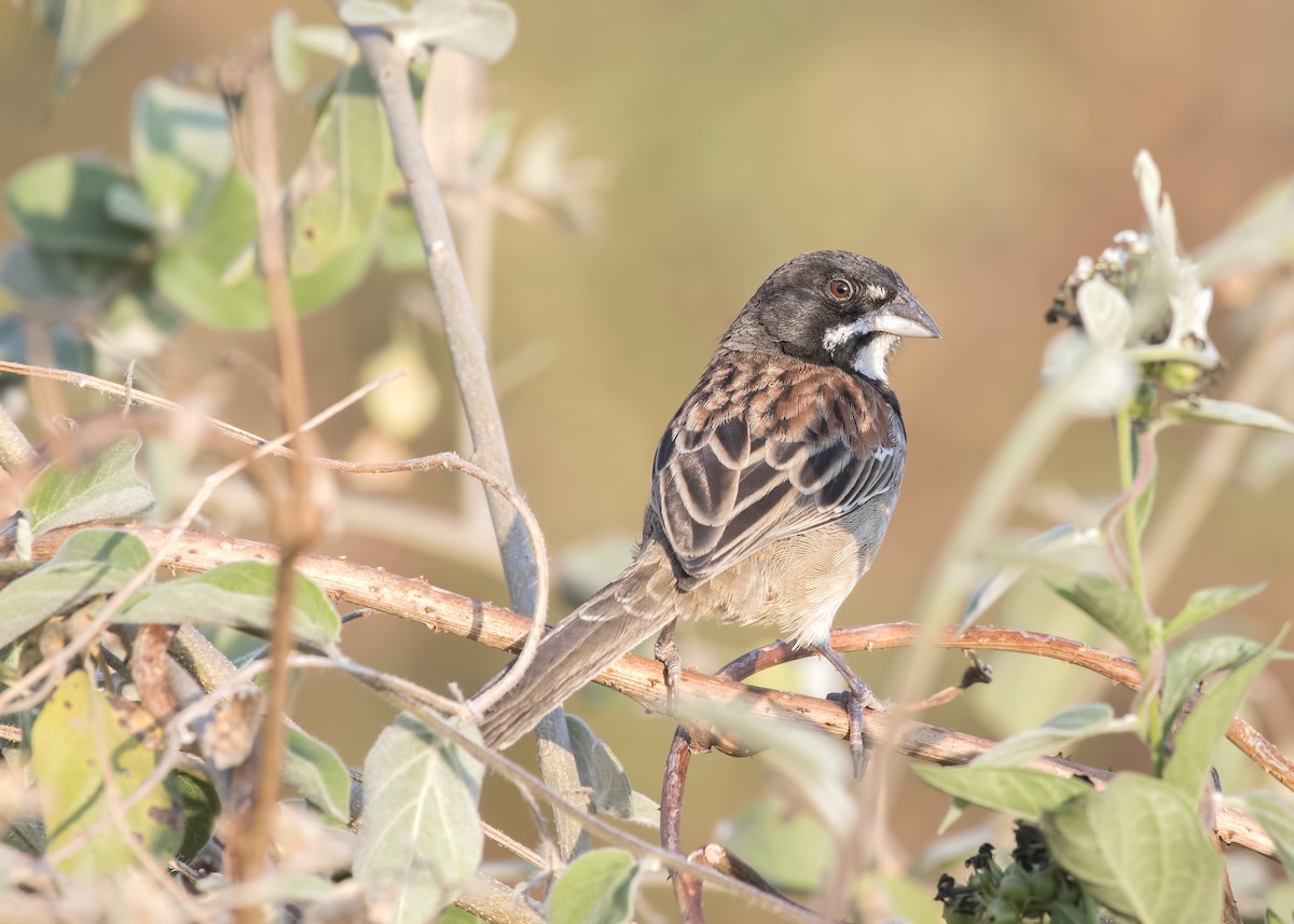Black-chested Sparrow - Carl Giometti 🍹