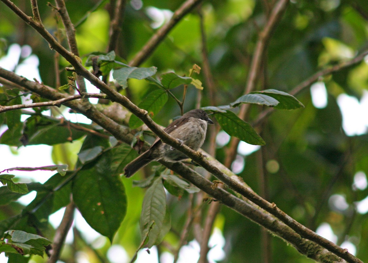 Puerto Rican Tanager - ML478093871