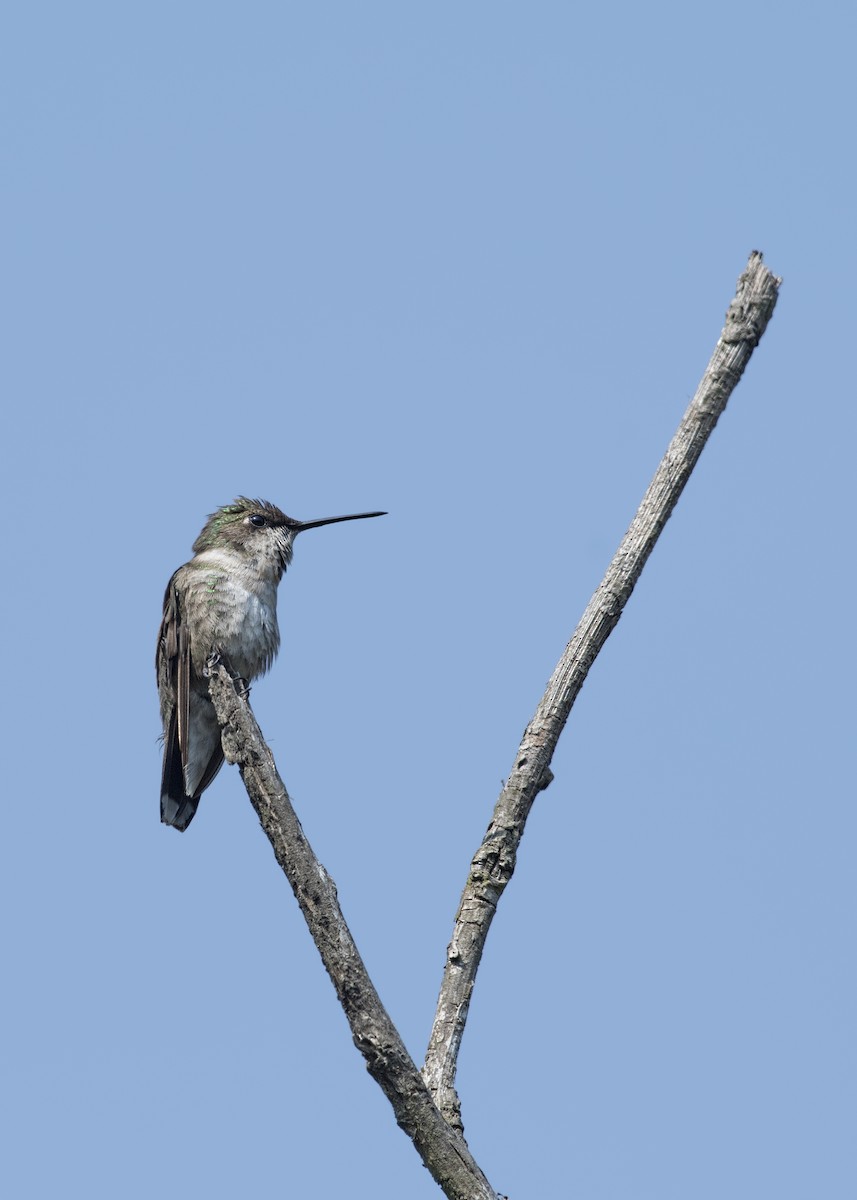 Ruby-throated Hummingbird - Carl Giometti 🍹