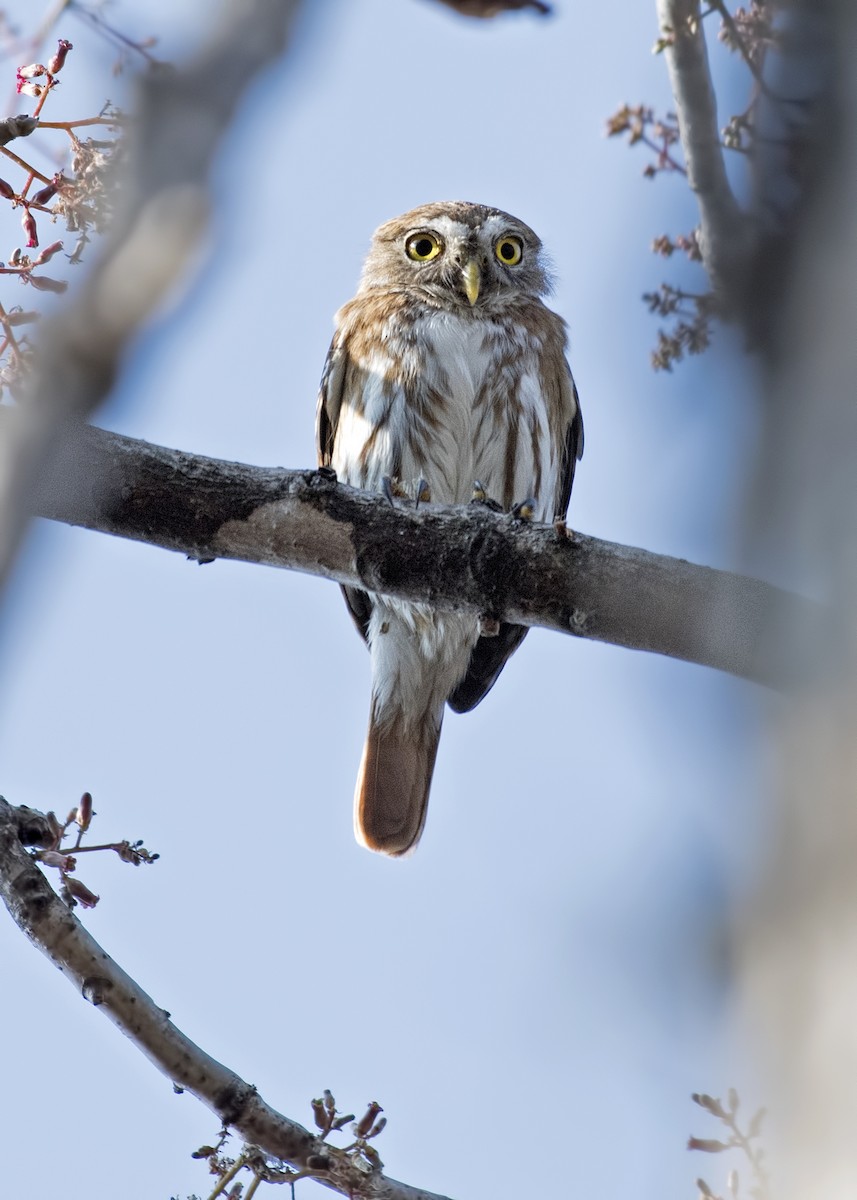 Ferruginous Pygmy-Owl - Carl Giometti 🍹