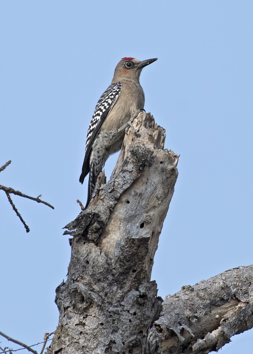 Gray-breasted Woodpecker - Carl Giometti 🍹