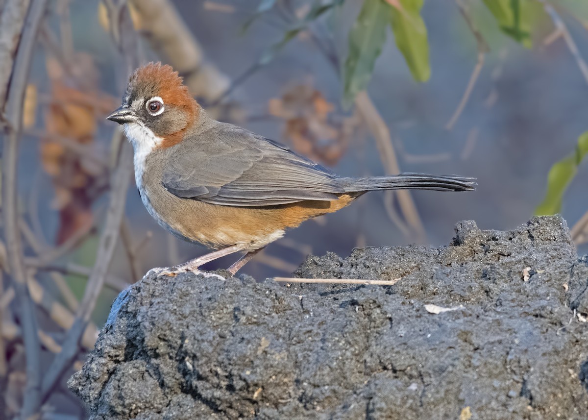 Rusty-crowned Ground-Sparrow - ML47809751