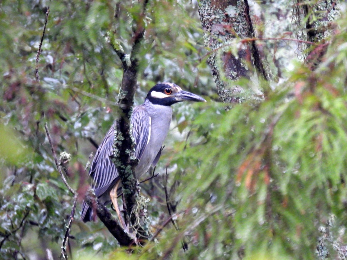 ML478098751 Yellow-crowned Night-Heron Macaulay Library