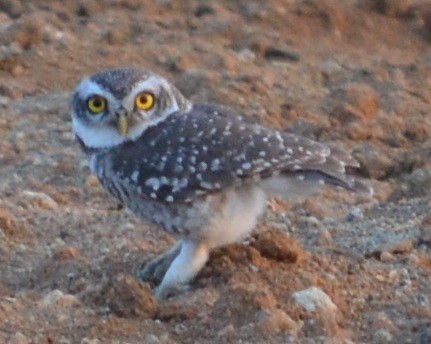 Spotted Owlet - AM AMSA