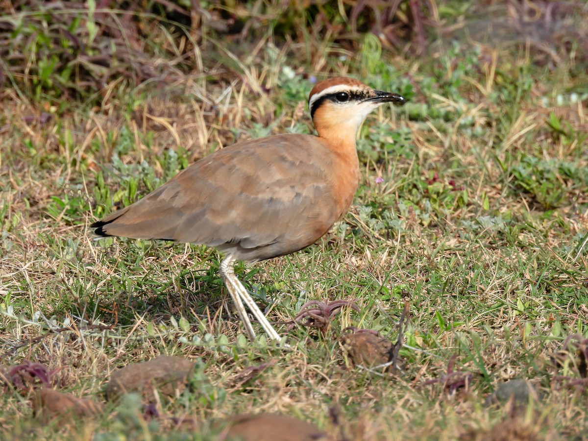 Indian Courser - ML478099971